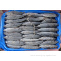 Export Frozen Fish Whole Round Bonito Tuna Skipjack